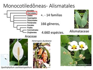 24
Monocotiledôneas- Alismatales
+. - 14 famílias
166 gêneros,
4.660 espécies.
Spathiphyllum cochlearispathum
Araceae
Heteropsis duckeana
Sagittaria montevidensis
Alismataceae
 