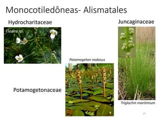 25
Monocotiledôneas- Alismatales
Hydrocharitaceae
Elodea sp..
Juncaginaceae
Triglochin maritimum
Potamogeton nodosus
Potamogetonaceae
 