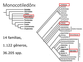 27
Monocotiledôneas- Asparagales
14 famílias,
1.122 gêneros,
36.205 spp.
 