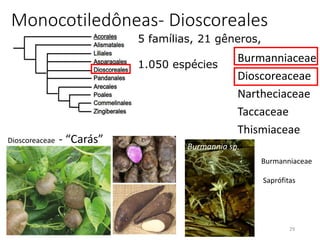 Burmanniaceae
Dioscoreaceae
Nartheciaceae
Taccaceae
Thismiaceae
29
Monocotiledôneas- Dioscoreales
5 famílias, 21 gêneros,
1.050 espécies
Dioscoreaceae - “Carás”
Burmannia sp.
Burmanniaceae
Saprófitas
 
