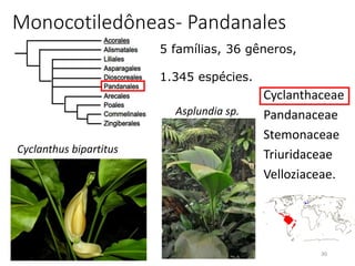 Cyclanthaceae
Pandanaceae
Stemonaceae
Triuridaceae
Velloziaceae.
30
Monocotiledôneas- Pandanales
5 famílias, 36 gêneros,
1.345 espécies.
Cyclanthus bipartitus
Asplundia sp.
 