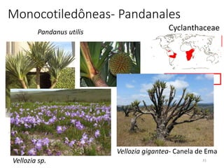 31
Cyclanthaceae
Pandanaceae
Stemonaceae
Triuridaceae
Velloziaceae.
Monocotiledôneas- Pandanales
Pandanus utilis
Vellozia sp.
Vellozia gigantea- Canela de Ema
 
