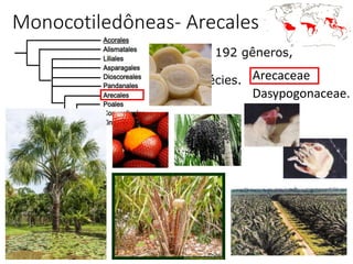Arecaceae
Dasypogonaceae.
32
Monocotiledôneas- Arecales
2 famílias, 192 gêneros,
2.603 espécies.
 