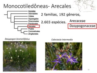 Arecaceae
Dasypogonaceae
33
Monocotiledôneas- Arecales
2 famílias, 192 gêneros,
2.603 espécies.
Dasypogon bromeliifolius Calectasia intermedia
 