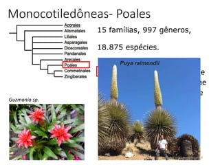 34
Monocotiledôneas- Poales
15 famílias, 997 gêneros,
18.875 espécies.
Bromeliaceae
Cyperaceae
Ecdeiocoleaceae
Eriocaulaceae
Flagellariaceae
Joinvilleaceae
Juncaceae
Mayacaceae
Poaceae
Rapateaceae
Restionaceae
Thurniaceae
Typhaceae
Xyridaceae
Guzmania sp.
Puya raimondii
 