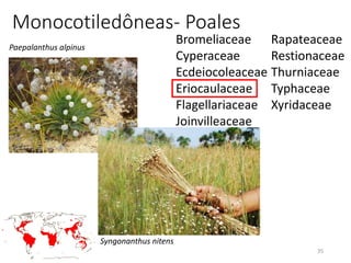35
Monocotiledôneas- Poales
Bromeliaceae
Cyperaceae
Ecdeiocoleaceae
Eriocaulaceae
Flagellariaceae
Joinvilleaceae
Juncaceae
Mayacaceae
Poaceae
Rapateaceae
Restionaceae
Thurniaceae
Typhaceae
Xyridaceae
Paepalanthus alpinus
Syngonanthus nitens
 