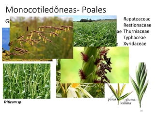 36
Monocotiledôneas- Poales
Bromeliaceae
Cyperaceae
Ecdeiocoleaceae
Eriocaulaceae
Flagellariaceae
Joinvilleaceae
Juncaceae
Mayacaceae
Poaceae
Rapateaceae
Restionaceae
Thurniaceae
Typhaceae
Xyridaceae
Triticum sp
Gramíneas
 