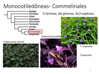 37
Monocotiledôneas- Commelinales
5 famílias, 68 gêneros, 812 espécies.
Commelinaceae
Haemodoraceae
Hanguanaceae
Philydraceae
Pontederiaceae
Tradescantia zebrina
Tradescantia pallida
T. virginiana
Trapoerada
 