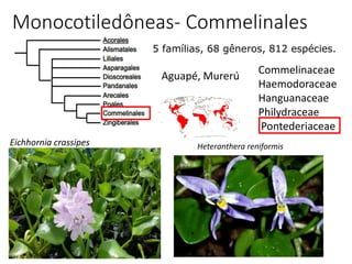38
Monocotiledôneas- Commelinales
5 famílias, 68 gêneros, 812 espécies.
Commelinaceae
Haemodoraceae
Hanguanaceae
Philydraceae
Pontederiaceae
Eichhornia crassipes
Aguapé, Murerú
Heteranthera reniformis
 