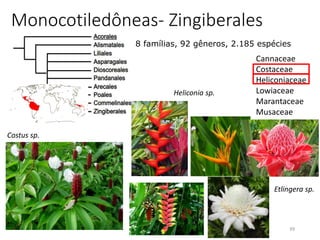 39
Monocotiledôneas- Zingiberales
8 famílias, 92 gêneros, 2.185 espécies
Cannaceae
Costaceae
Heliconiaceae
Lowiaceae
Marantaceae
Musaceae
Strelitziaceae
ZingiberaceaeCostus sp.
Heliconia sp.
Etlingera sp.
 