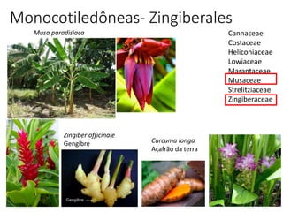 40
Monocotiledôneas- Zingiberales
Cannaceae
Costaceae
Heliconiaceae
Lowiaceae
Marantaceae
Musaceae
Strelitziaceae
Zingiberaceae
Musa paradisiaca
Zingiber officinale
Gengibre Curcuma longa
Açafrão da terra
 