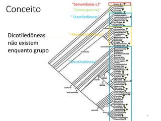 Conceito
6
“Samambaias s.l”
“Gimnospermas”
“ Dicotiledôneas”
“ Monocotiledôneas”
“ Dicotiledôneas”
Dicotiledôneas
não existem
enquanto grupo
 