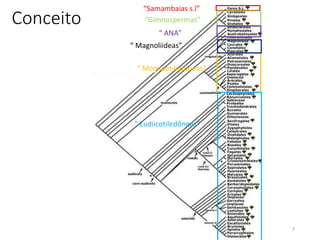 Conceito
7
“Samambaias s.l”
“Gimnospermas”
“ ANA”
“ Monocotiledôneas”
“ Eudiicotiledôneas”
“ Magnoliideas”
 