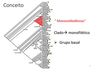 Conceito
8
“ Monocotiledôneas”
Clado monofilético
 Grupo basal
 