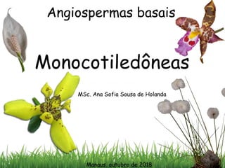 Angiospermas basais
Monocotiledôneas
Manaus, outubro de 2018
MSc. Ana Sofia Sousa de Holanda
1
 