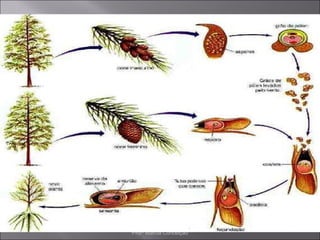 Profª Marcia Conceição
 