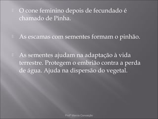    O cone feminino depois de fecundado é
    chamado de Pinha.

   As escamas com sementes formam o pinhão.

   As sementes ajudam na adaptação à vida
    terrestre. Protegem o embrião contra a perda
    de água. Ajuda na dispersão do vegetal.




                    Profª Marcia Conceição
 