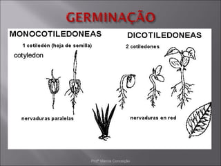 Profª Marcia Conceição
 