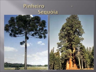 Profª Marcia Conceição
 