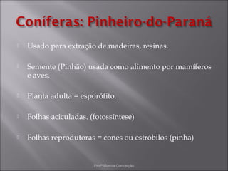    Usado para extração de madeiras, resinas.

   Semente (Pinhão) usada como alimento por mamíferos
    e aves.

   Planta adulta = esporófito.

   Folhas aciculadas. (fotossíntese)

   Folhas reprodutoras = cones ou estróbilos (pinha)


                        Profª Marcia Conceição
 