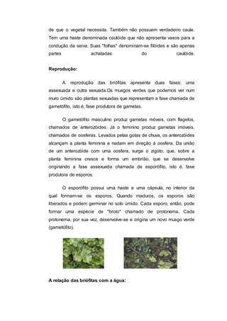 de que o vegetal necessita. Também não possuem verdadeiro caule.
Tem uma haste denominada caulóide que não apresenta vasos para a
condução da seiva. Suas "folhas" denominam-se filóides e são apenas
partes achatadas do caulóide.
Reprodução:
A reprodução das briófitas apresenta duas fases: uma
assexuada e outra sexuada.Os musgos verdes que podemos ver num
muro úmido são plantas sexuadas que representam a fase chamada de
gametófito, isto é, fase produtora de gametas.
O gametófito masculino produz gametas móveis, com flagelos,
chamados de anterozóides. Já o feminino produz gametas imóveis,
chamados de oosferas. Levados pelas gotas de chuva, os anterozóides
alcançam a planta feminina e nadam em direção à oosfera. Da união
de um anterozóide com uma oosfera, surge o zigoto, que, sobre a
planta feminina cresce e forma um embrião, que se desenvolve
originando a fase assexuada chamada de esporófito, isto é, fase
produtora de esporos.
O esporófito possui uma haste e uma cápsula, no interior da
qual formam-se os esporos. Quando maduros, os esporos são
liberados e podem germinar no solo úmido. Cada esporo, então, pode
formar uma espécie de "broto" chamado de protonema. Cada
protonema, por sua vez, desenvolve-se e origina um novo musgo verde
(gametófito).
A relação das briófitas com a água:
 