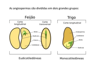As angiospermas são divididas em dois grandes grupos:
 