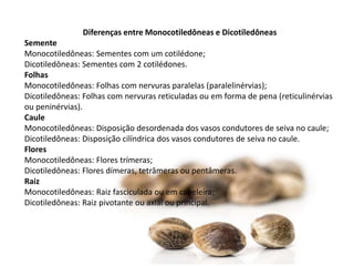 Diferenças entre Monocotiledôneas e Dicotiledôneas
Semente
Monocotiledôneas: Sementes com um cotilédone;
Dicotiledôneas: Sementes com 2 cotilédones.
Folhas
Monocotiledôneas: Folhas com nervuras paralelas (paralelinérvias);
Dicotiledôneas: Folhas com nervuras reticuladas ou em forma de pena (reticulinérvias
ou peninérvias).
Caule
Monocotiledôneas: Disposição desordenada dos vasos condutores de seiva no caule;
Dicotiledôneas: Disposição cilíndrica dos vasos condutores de seiva no caule.
Flores
Monocotiledôneas: Flores trímeras;
Dicotiledôneas: Flores dímeras, tetrâmeras ou pentâmeras.
Raiz
Monocotiledôneas: Raiz fasciculada ou em cabeleira;
Dicotiledôneas: Raiz pivotante ou axial ou principal.
 