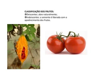 CLASSIFICAÇÃO DOS FRUTOS:
◍Deiscentes: abre naturalmente;
◍Indeiscentes: a semente é liberada com o
apodrecimento dos frutos.
 