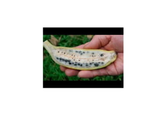 angiospermas e gimnospermas.pptx