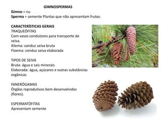 GIMNOSPERMAS
Gimno = nu
Sperma = semente Plantas que não apresentam frutos.
CARACTERÍSTICAS GERAIS
TRAQUEÓFITAS
Com vasos condutores para transporte de
seiva.
Xilema: conduz seiva bruta
Floema: conduz seiva elaborada
TIPOS DE SEIVA
Bruta: água e sais minerais
Elaborada: água, açúcares e outras substâncias
orgânicas
FANERÓGAMAS
Órgãos reprodutivos bem desenvolvidos
(flores).
ESPERMATÓFITAS
Apresentam semente
 