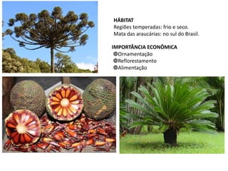 HÁBITAT
Regiões temperadas: frio e seco.
Mata das araucárias: no sul do Brasil.
IMPORTÂNCIA ECONÔMICA
◍Ornamentação
◍Reflorestamento
◍Alimentação
 