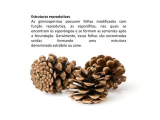 Estruturas reprodutivas
As gimnospermas possuem folhas modificadas com
função reprodutiva, as esporófilas, nas quais se
encontram os esporângios e se formam as sementes após
a fecundação. Geralmente, essas folhas são encontradas
unidas formando uma estrutura
denominada estróbilo ou cone.
 