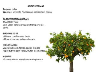 ANGIOSPERMAS
Angios = bolsa
Sperma = semente Plantas que apresentam frutos.
CARACTERÍSTICAS GERAIS
TRAQUEÓFITAS
Com vasos condutores para transporte de
seiva.
TIPOS DE SEIVA
- Xilema: conduz seiva bruta
- Floema: conduz seiva elaborada
DOIS ESTADOS:
Vegetativo: com folhas, caules e raízes
Reprodutivo: com flores, frutos e sementes.
HÁBITAT
Quase todos os ecossistemas do planeta
 