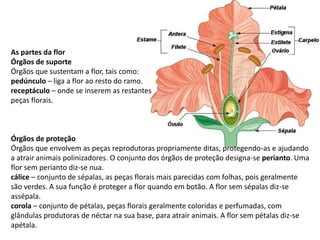 As partes da flor
Órgãos de suporte
Órgãos que sustentam a flor, tais como:
pedúnculo – liga a flor ao resto do ramo.
receptáculo – onde se inserem as restantes
peças florais.
Órgãos de proteção
Órgãos que envolvem as peças reprodutoras propriamente ditas, protegendo-as e ajudando
a atrair animais polinizadores. O conjunto dos órgãos de proteção designa-se perianto. Uma
flor sem perianto diz-se nua.
cálice – conjunto de sépalas, as peças florais mais parecidas com folhas, pois geralmente
são verdes. A sua função é proteger a flor quando em botão. A flor sem sépalas diz-se
assépala.
corola – conjunto de pétalas, peças florais geralmente coloridas e perfumadas, com
glândulas produtoras de néctar na sua base, para atrair animais. A flor sem pétalas diz-se
apétala.
 