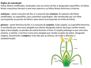 Órgãos de reprodução
Folhas férteis modificadas, localizadas mais ao centro da flor e designadas esporófilos. As folhas
férteis masculinas formam o anel mais externo e as folhas férteis femininas o interno.
androceu – parte masculina da flor, é o conjunto dos estames. Os estames são folhas
modificadas, ou esporófilos, pois sustentam esporângios. São constituídas por um filete
(corresponde ao pecíolo da folha) e pela antera (corresponde ao limbo da folha);
gineceu – parte feminina da flor, é o conjunto de carpelos. Cada carpelo, ou esporófilo feminino,
é constituído por uma zona alargada oca inferior designada ovário, local que contém óvulos.
Após a fecundação, as paredes do ovário formam o fruto. O carpelo prolonga-se por uma zona
estreita, o estilete, e termina numa zona alargada que recebe os grãos de pólen, designada
estigma. Geralmente o estigma é mais alto que as anteras, de modo a dificultar a
autopolinização.
 