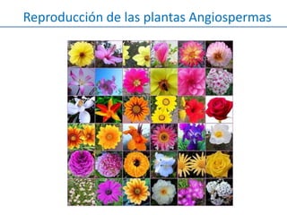 Reproducción de las plantas Angiospermas
 