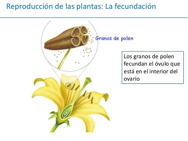 Cómo la dieta del metabolismo acelerado opiniones ?