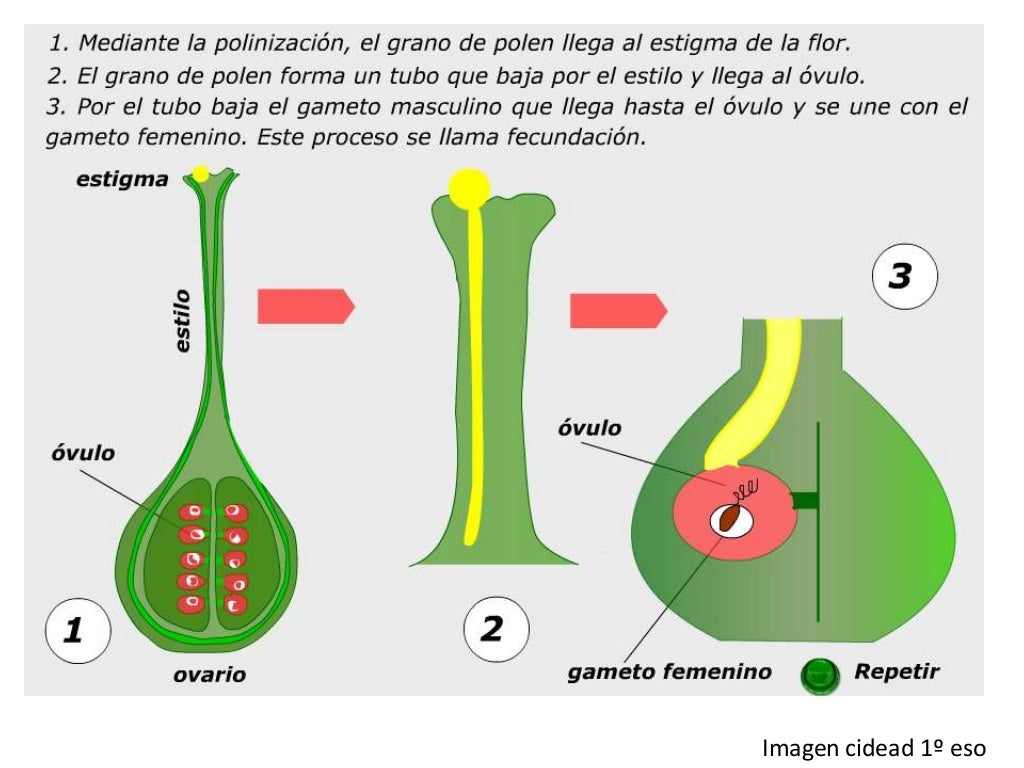 Reproducción plantas angiospermas