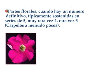 Partes florales, cuando hay un número definitivo, tipicamente sostenidas en series de 5, muy rara vez 4, rara vez 3 (Carpelos a menudo pocos). 