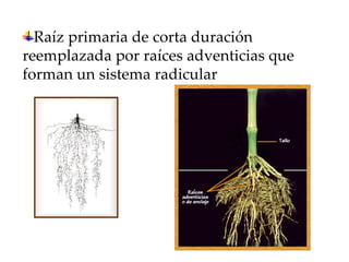 Raíz primaria de corta duración reemplazada por raíces adventicias que forman un sistema radicular  