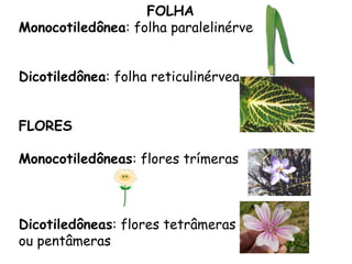 FOLHA
Monocotiledônea: folha paralelinérvea


Dicotiledônea: folha reticulinérvea


FLORES

Monocotiledôneas: flores trímeras



Dicotiledôneas: flores tetrâmeras
ou pentâmeras
 