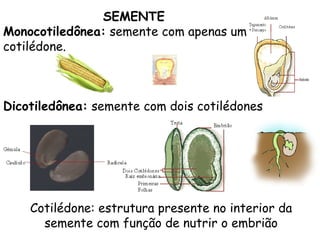 SEMENTE
Monocotiledônea: semente com apenas um
cotilédone.



Dicotiledônea: semente com dois cotilédones




    Cotilédone: estrutura presente no interior da
      semente com função de nutrir o embrião
 
