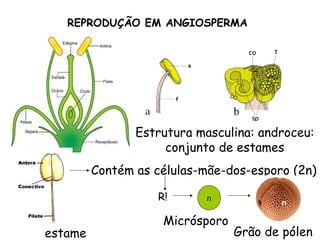 REPRODUÇÃO EM ANGIOSPERMA




                Estrutura masculina: androceu:
                     conjunto de estames
         Contém as células-mãe-dos-esporo (2n)

                   R!       n
                                        n

                    Micrósporo
estame                           Grão de pólen
 
