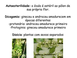 Autoesterilidade: o óvulo é estéril ao pólen de
              sua própria flor.

Dicogamia: gineceu e androceu amadurecem em
              épocas diferentes
  -protandria: androceu amadurece primeiro
   -Protoginia: gineceu amadurece primeiro

    Dioicia: plantas com sexos separados
 