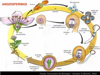 ANGIOSPERMAS




               Fonte: Conceitos de Biologia - Amabis & Martho, 2002
 