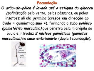 Fecundação
O grão-de-pólen é levado até o estigma do gineceu
   (polinização pelo vento, pelos pássaros, ou pelos
  insetos); ali ele germina (cresce em direcção ao
óvulo = quimiotropismo +), formando o tubo polínico
(gametófito masculino) que penetra pela micrópila do
   óvulo e introduz 2 núcleos gaméticos (gametas
masculinos) no saco embrionário (dupla fecundação).
 