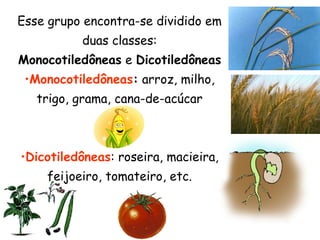 Esse grupo encontra-se dividido em
          duas classes:
Monocotiledôneas e Dicotiledôneas
 •Monocotiledôneas: arroz, milho,
   trigo, grama, cana-de-acúcar



•Dicotiledôneas: roseira, macieira,
    feijoeiro, tomateiro, etc.
 
