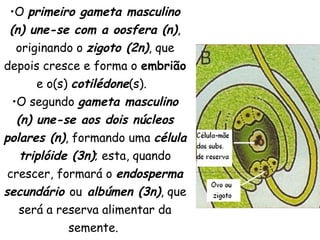 •O primeiro gameta masculino
 (n) une-se com a oosfera (n),
   originando o zigoto (2n), que
depois cresce e forma o embrião
       e o(s) cotilédone(s). 
  •O segundo gameta masculino
   (n) une-se aos dois núcleos
polares (n), formando uma célula
    triplóide (3n); esta, quando
 crescer, formará o endosperma
secundário ou albúmen (3n), que
    será a reserva alimentar da
             semente.
 
