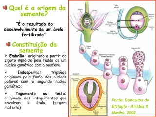 Qual é a origem da
     semente?
     “É o resultado do
desenvolvimento de um óvulo
        fertilizado”

   Constituição da
     semente
 Embrião: originado a partir do
zigoto diplóide pela fusão de um
núcleo gamético com a oosfera.
      Endosperma:      triplóide
originado pela fusão dos núcleos
polares com o segundo núcleo
gamético;
     Tegumento     ou   testa:
originado dos integumentos que
                                    Fonte: Conceitos de
envolvem    o   óvulo.  (origem
materna)                            Biologia - Amabis &
                                    Martho, 2002
 