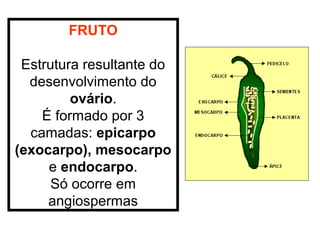 FRUTO

 Estrutura resultante do
  desenvolvimento do
         ovário.
    É formado por 3
  camadas: epicarpo
(exocarpo), mesocarpo
     e endocarpo.
      Só ocorre em
     angiospermas
 